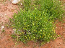 قیچ - معرفی گیاهان بیابانی